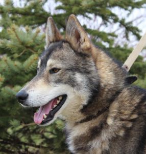 Топ индивидуальных и красивых кличек для собак Лаек девочек и мальчиков