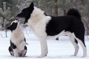 черно-белая лайка