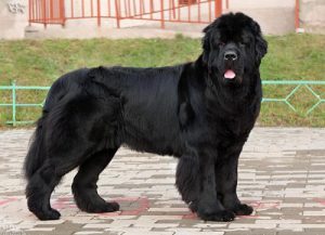 Собака-спасатель московский водолаз: характеристика породы