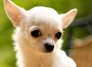 Все о породе маленьких собачек чихуахуа: достоинства и недостатки