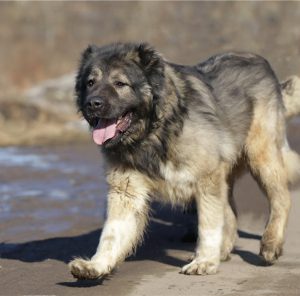 Лохматый и преданный друг человека Кавказская овчарка: характеристика и вес породы собак