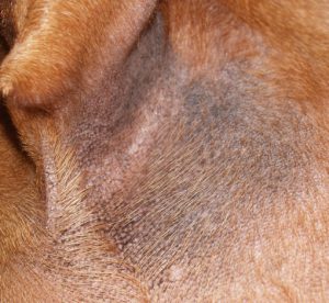 Эффективные методы лечения черного акантоза у Таксы: симптомы и диагностика