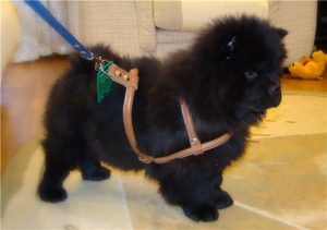 Одежда и необходимые аксессуары для содержания шпица