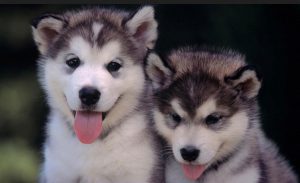 Как назвать собаку породы хаски: советы по выбору клички