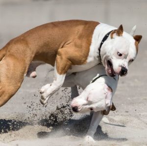Сравнение двух лучших бойцовских собак чем отличается Стаффордширский терьер (Амстафф) от Питбуля?
