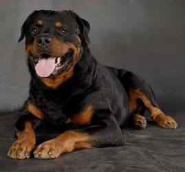 Характер ротвейлера