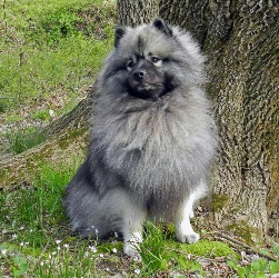 keeshond-pes