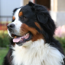 Содержание и уход за собакой