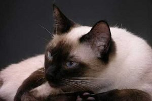 Разновидности окрасов котов тайской породы