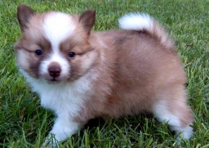 Метис хаски и шпица помски: особенности удивительной породы