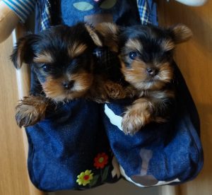 Как оригинально назвать собаку породы Йоркширский терьер: клички для девочек и мальчиков