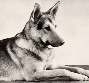 Преданный и умный друг человека Немецкая овчарка: уход и содержание щенка