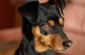 немецкий пинчер морда