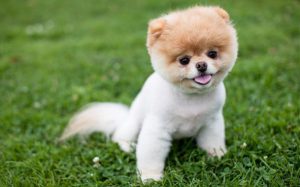 Карликовый померанский шпиц медвежьего типа: особенности ухода за декоративным питомцем