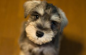 милый миттельшнауцер