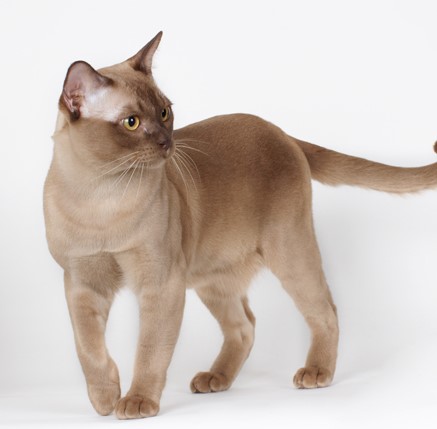 Разнообразие редких и стандартных окрасов бурманской кошки