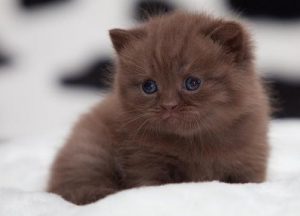 Порода йоркская шоколадная: происхождение, характер