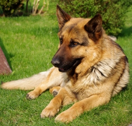 Овчарка эштрельская