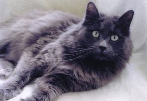 Нибелунг: что представляет собой эта редкая порода котов