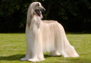 красивая афганская овчарка