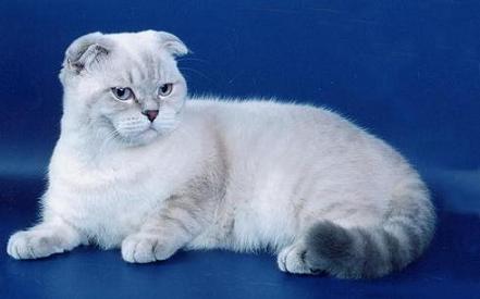 Обзор редких и популярных окрасов шотландской вислоухой кошки