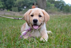 Кодекс хозяина: самостоятельное воспитание и дрессировка щенка лабрадора