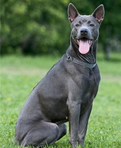 История происхождения породы