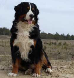 Характер собаки