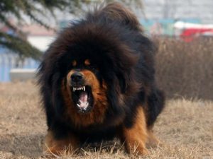 тибетский мастиф рычит