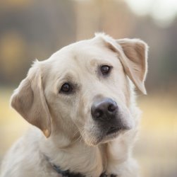 Содержание в квартире лабрадора