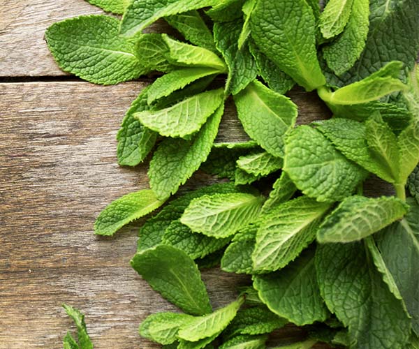 Описание мяты