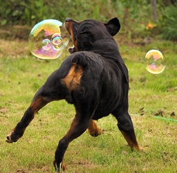 Формирование личности собаки