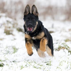 Все, что нужно знать о Немецкой овчарке: стандарты породы, размеры и вес по месяцам