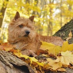 Трудности воспитания собаки