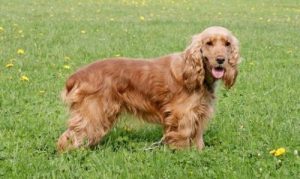 Порода русский кокер спаниель: характеристика игривого и выносливого питомца