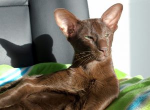 Шоколадная гавана: происхождение породы, рекомендации по уходу