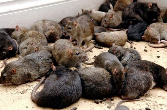много крыс