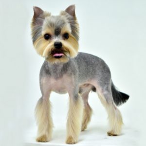 Выбираем лучшую стрижку для Йорков мальчиков: варианты и фото причесок