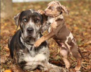 Порода луизианская леопардовая катахулы: питомец с происхождение от рыжих волков