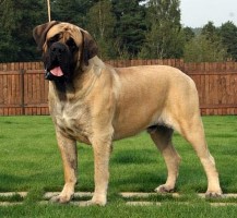 Mastiff_angl