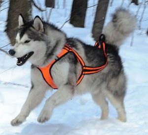 Разновидности ошейников и шлеек для хаски: как не ошибиться с выбором? Инструкция по самостоятельному пошиву
