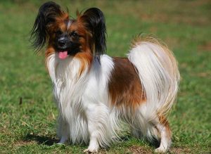 Королевская декоративная порода фален: как подружиться с маленькой питомицей