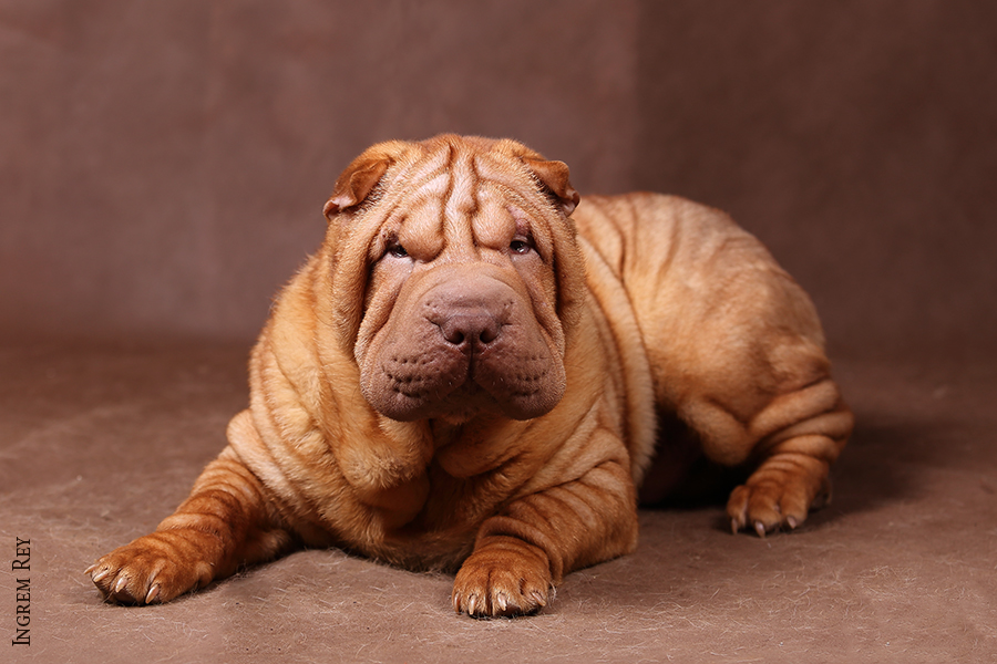 Шарпей: красота домашнего любимца не зависит от цвета шерсти