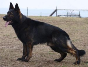 Виды и разновидности овчарок