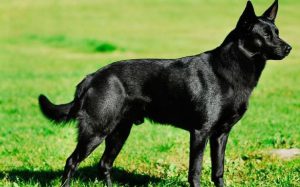 Пастушья собака австралийская келпи: интересный питомец с развитым интеллектом