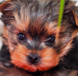 Декоративный питомец с личиком младенца Беби фейс йорк: описание породы