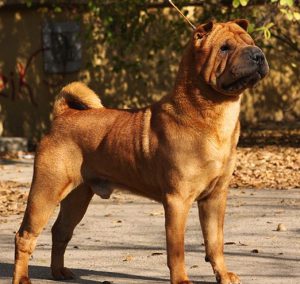 Шарпей: красота домашнего любимца не зависит от цвета шерсти