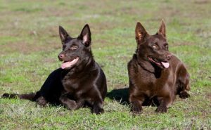 Пастушья собака австралийская келпи: интересный питомец с развитым интеллектом