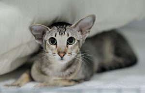 Грациозная и умная ориентальная короткошерстная: особенности содержания домашней питомицы