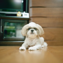 Питание Ши-тсу